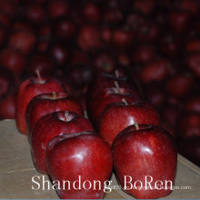 2015 Neue frische Huaniu Apfel
